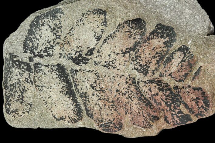 Pennsylvanian Fossil Fern (Neuropteris) - Kentucky #112676